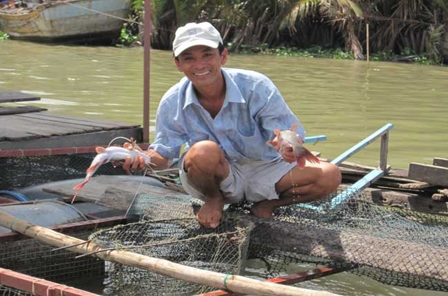 Tiền Giang Nông dân nuôi cá lăng nha đuôi đỏ thu nhập cao