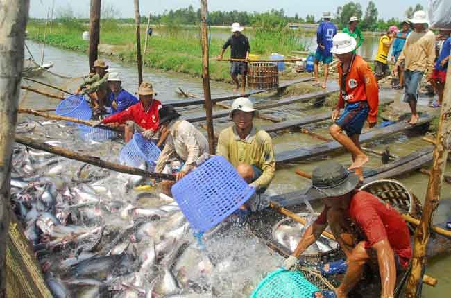 Nghịch lý cá tra: Xuất khẩu tăng giá, nội địa giảm giá
