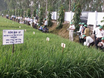 Xuất khẩu gạo của Việt Nam sẽ giảm dần  