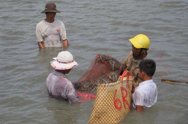 Trà Vinh: Tôm sú lập kỷ lục mới về giá