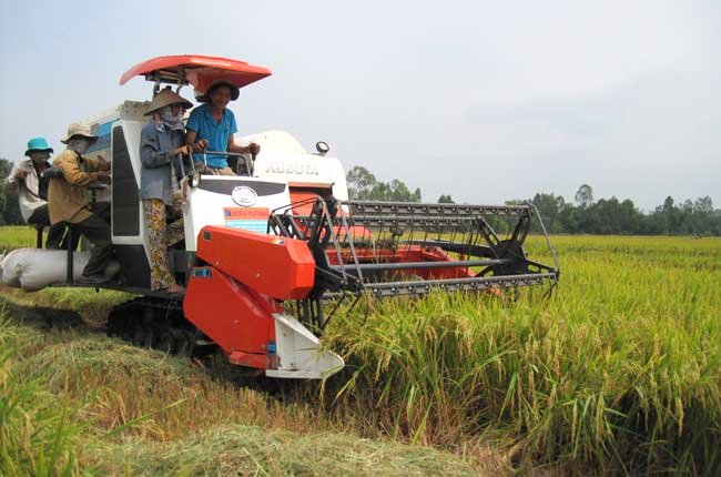 Giá gạo Việt Nam và Thái Lan đều tăng mạnh