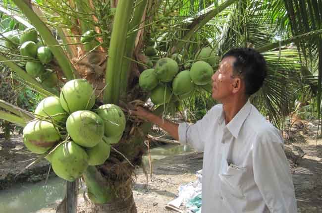 ĐBSCL: Giá dừa khô tiếp tục tăng cao chưa từng thấy