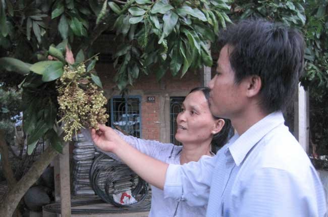 Đồng Tháp: Công bố dịch bệnh chổi rồng trên cây nhãn