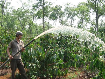 Đủ kiểu “xù” giao cà phê xuất khẩu