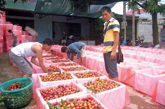 Thương nhân Trung Quốc mua nông sản dưới góc nhìn bạn đọc