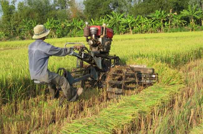 Khách mua gạo từ bỏ Thái Lan để tìm đến Việt Nam