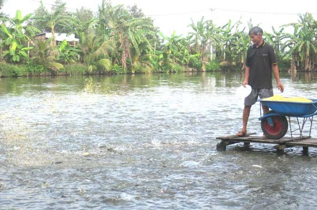 Thị trường cá tra: Rộng đầu ra, hẹp đầu vào