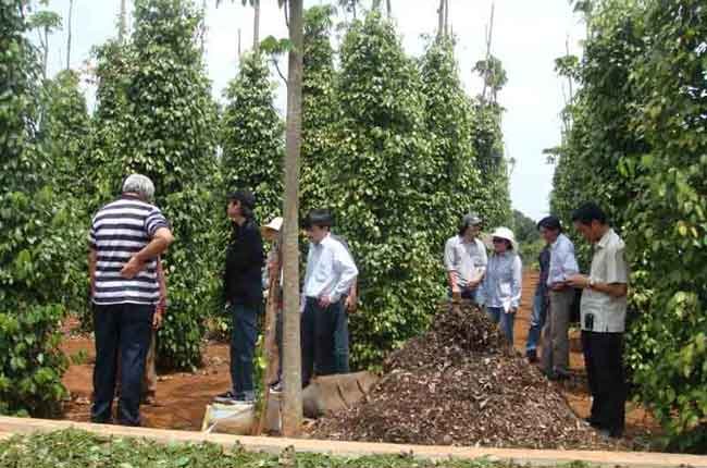 Trung Quốc bán lại hạt tiêu giá cao cho doanh nghiệp Việt Nam