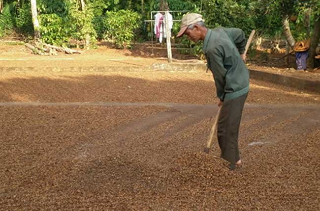 Tận dụng vỏ cà phê, cùi bắp sản xuất phân vi sinh Tận dụng vỏ cà phê, cùi bắp sản xuất phân vi sinh