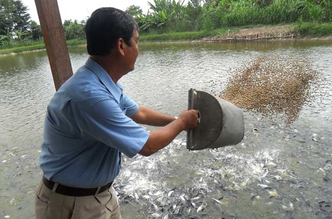 DN nước ngoài mua nông sản: Phá độc quyền, tăng lợi nhuận