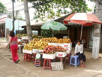 Tiền Giang: Nông dân thu lợi từ cây ca cao