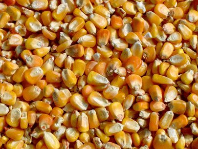 Giá bắp hạt tăng do Trung Quốc mất mùa