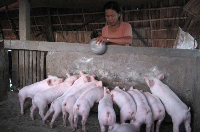 Cục chăn nuôi: Sẽ không thiếu thịt