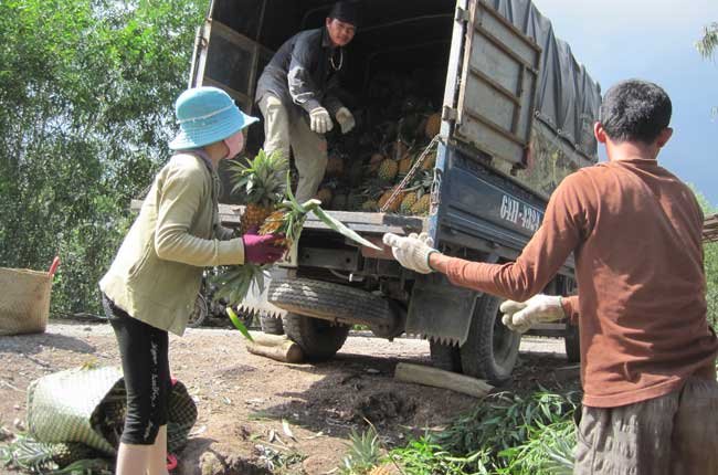 1 kg khóm bằng 1 ly trà đá