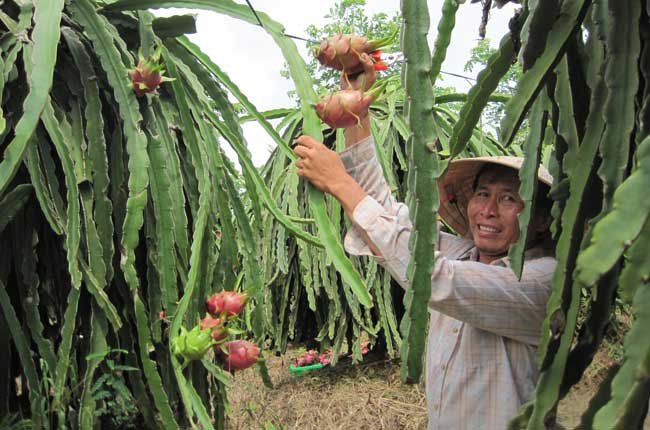 Có nhu cầu từ Trung Quốc, thanh long tăng giá mạnh