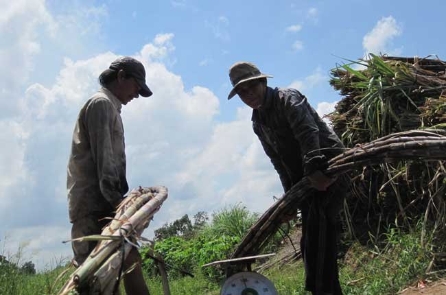 Nông dân mù tịt cách tính chữ đường của nhà máy