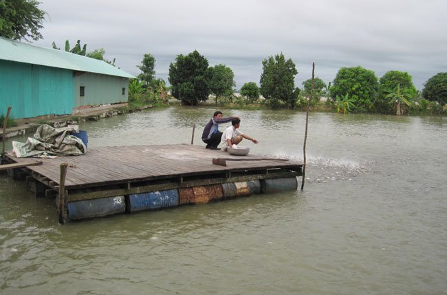 ĐBSCL: Cá tra giống tăng mạnh trở lại