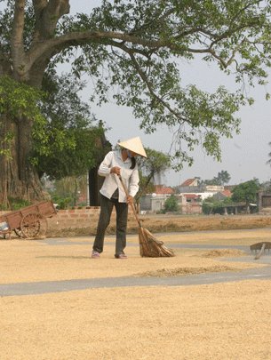 VFA: Xuất khẩu gạo sẽ vượt 7 triệu tấn