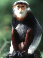 Lo âu cùng Sách đỏ Lo âu cùng Sách đỏ