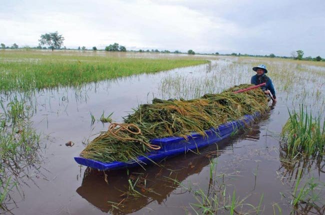 FAO: Sản lượng thóc toàn cầu tăng bất chấp lũ lụt