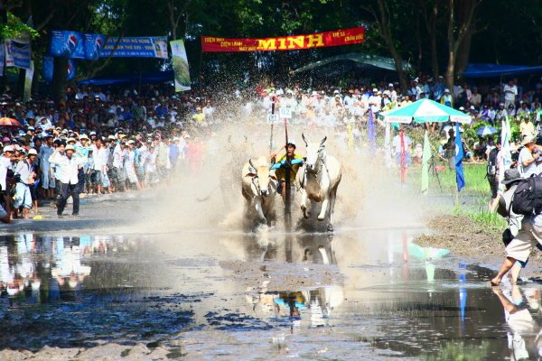Đi An Giang xem hội đua bò Bảy Núi