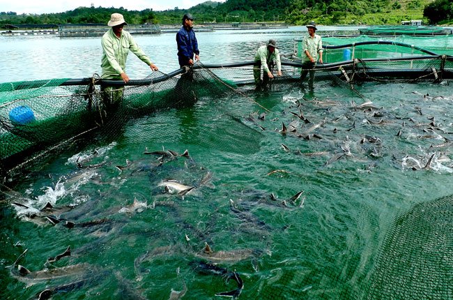 Cá Tầm Việt Nam khai trương cơ sở nuôi trồng cá tầm tại Đắk Lắk