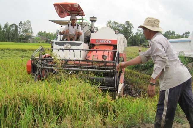 Bộ NN&PTNT: Vẫn tiếp tục sản xuất lúa vụ 3