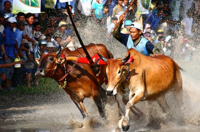 Lễ hội Đua bò Bảy Núi