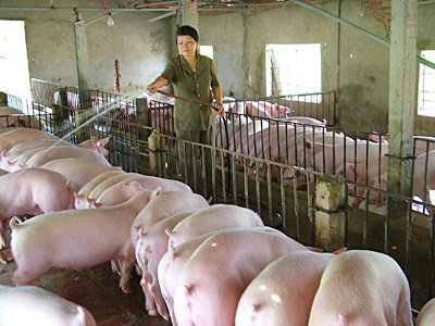 Cục Thú y: Sẽ có bản đồ dịch bệnh gia súc