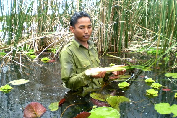 Cá lóc hấp bồn bồn