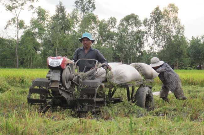 Giá lúa gạo lao dốc, thương lái 