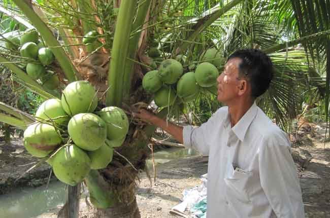 Thương nhân Trung Quốc hạn chế mua dừa, giá giảm mạnh