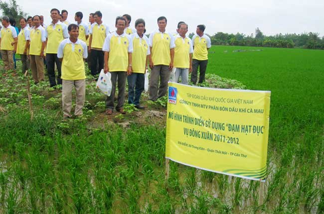 Đạm Cà Mau hỗ trợ nông dân trong vụ lúa Đông Xuân