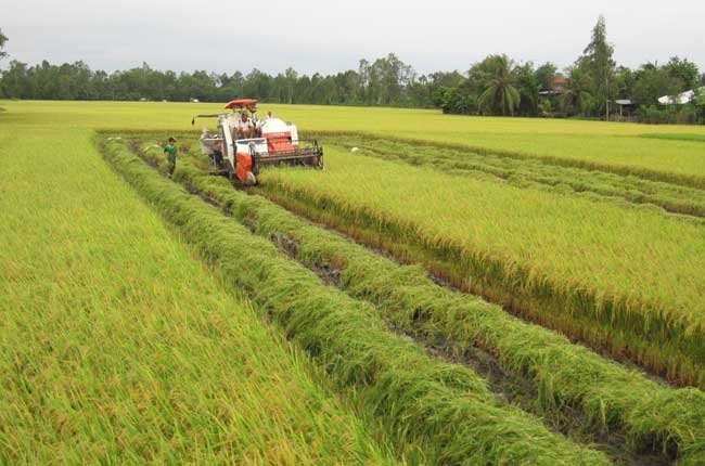 Hỗ trợ doanh nghiệp sang châu Phi làm nông nghiệp