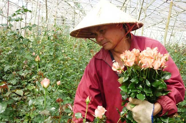 Làng hoa Vạn Thành, Đà Lạt được công nhận là làng nghề truyền thống