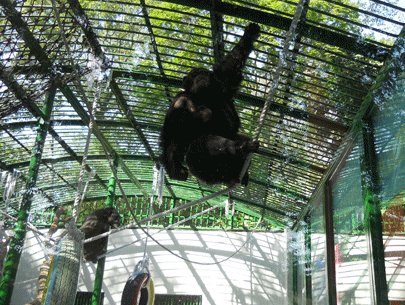 Thảo cầm viên Sài Gòn có thêm 2 dã nhân từ Nhật