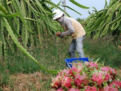 Khuyến khích nhập thuốc bảo quản nông sản