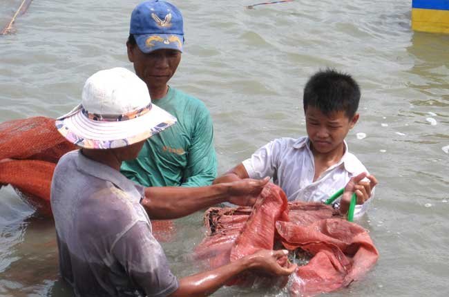 Nuôi tôm sạch: Hành trình gập ghềnh