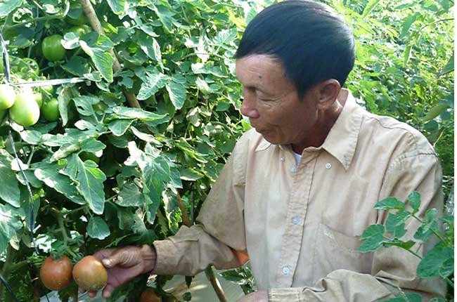 Lâm Đồng: cà chua tăng giá, hành tây tuột dốc