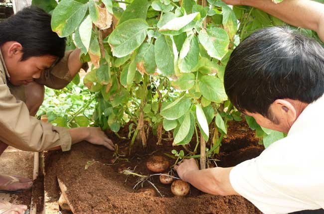 Nông dân Đà Lạt trồng thành công khoai tây trong nhà kính