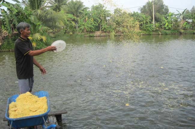 Nuôi cá tra đâu dễ có lời