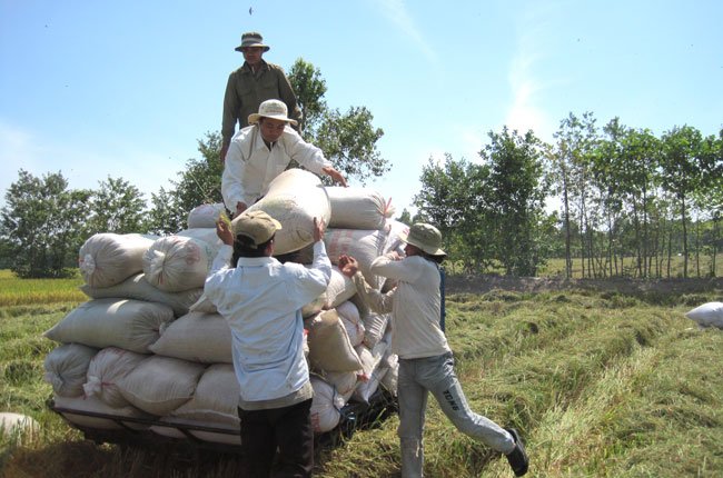 Chuyện lạ lúa gạo: Xuất khẩu giá cao, trong nước lao dốc