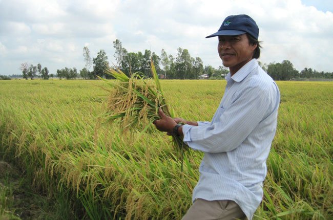 Công ty cổ phần - giải pháp phát triển lúa gạo bền vững