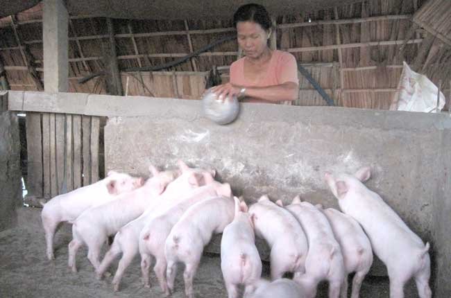 Đồng Nai phát hiện 11 trường hợp sử dụng chất cấm trong chăn nuôi