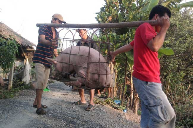 Chất tạo nạc bùng phát: Quản lý yếu, người chăn nuôi “gánh”