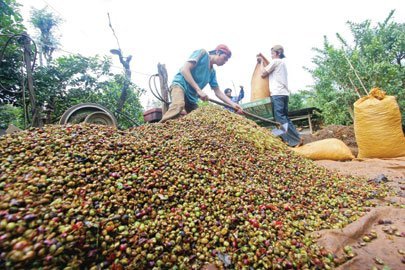 Sẽ dùng mẫu hợp đồng chung cho xuất khẩu cà phê