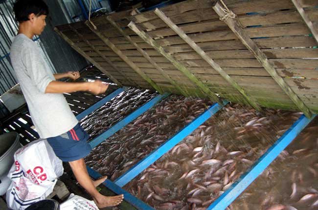 Cá điêu hồng nuôi bè tăng giá mạnh