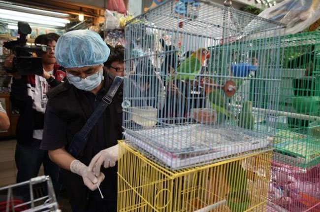 Hồng Kông phát hiện vi-rút cúm gia cầm H5N1