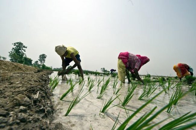 FAO: Cần tăng 60% sản xuất nông nghiệp tới năm 2050