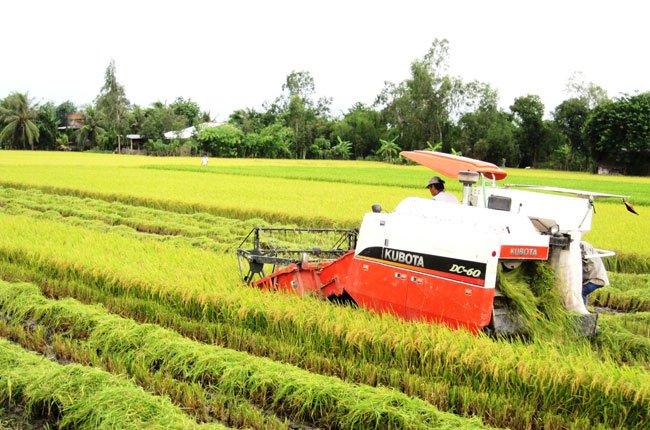 Cánh đồng mẫu lớn: cần liên kết từ doanh nghiệp